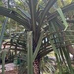 Pandanus urophyllus Feuille