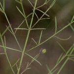 Agalinis tenuifolia Habit