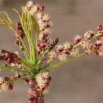 Sclerocarya birrea Цвят