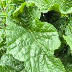 Crambe cordifolia Fuelha