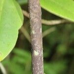 Tabernaemontana persicariifolia چھال