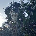 Montanoa hibiscifolia Žiedas