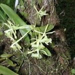 Epidendrum chlorocorymbos Tervik taim