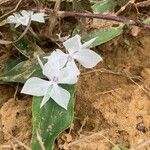 Kaempferia galanga 花