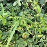 Cyperus laxus Çiçek