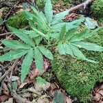 Cardamine kitaibelii Feuille