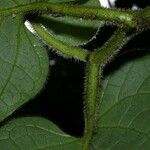 Piper auritifolium Corteza