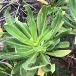 Echium decaisnei Leaf