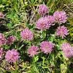 Trifolium alpestre 花