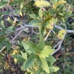 Quercus emoryi Leaf