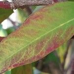 Acokanthera oppositifolia Feuille