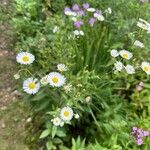 Erigeron strigosusFleur