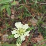 Lomelosia prolifera Blüte