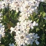 Iberis semperflorens Cvet