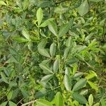 Zanthoxylum asiaticum पत्ता