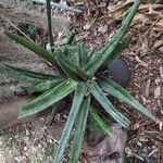 Gasteria excelsa Habitatea