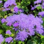 Ageratum houstonianumফুল