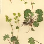 Alchemilla glaucescens Altul/Alta