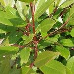 Photinia glabra Blad