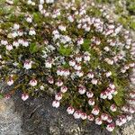 Harrimanella hypnoides Flor
