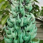 Strongylodon macrobotrys Flower