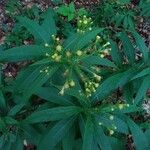 Senecio cacaliaster फूल