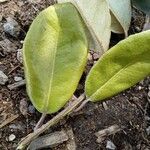 Rhodamnia andromedoides Leaf