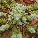 Sedum anacampseros Leaf