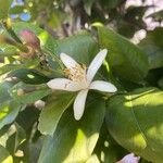 Citrus × limon Virág