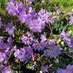 Rhododendron augustinii Flor