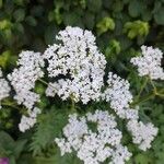 Valeriana officinalisFlower