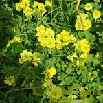 Oxalis pes-capraeफूल