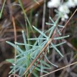 Galium glaucum Feuille