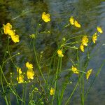 Ranunculus flammula Fula