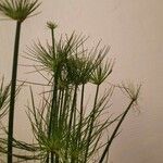 Cyperus papyrus Levél