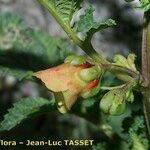 Scrophularia trifoliata Flower