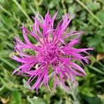 Centaurea uniflora Flower