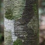 Vatairea erythrocarpa Кора