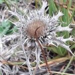 Carlina lanata Frutto