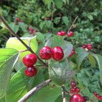 Lonicera xylosteum Fruit