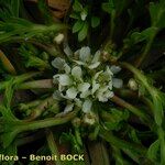 Lepidium squamatum Other