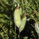Cytisus cantabricus Mbuma