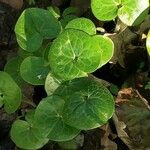 Asarum europaeum Lapas