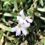Gypsophila repens Цветок