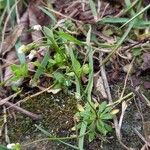 Draba verna 整株植物