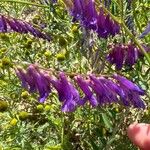 Vicia eriocarpa Blodyn