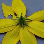 Coreopsis verticillata Fleur