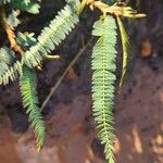 Chamaecrista mimosoides Hoja