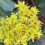 Rhodiola rosea Blomst