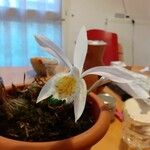 Pleione praecox Blomma